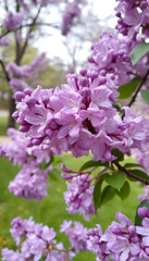 Lilac blossoms in the park in spring, close-up, with white tones