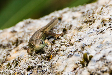 a common lizard lying on a stone. Sand lizard. Lacerta agilis Linnaeus
