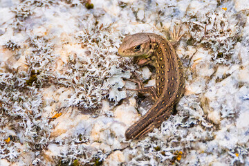 a common lizard lying on a stone. Sand lizard. Lacerta agilis Linnaeus
