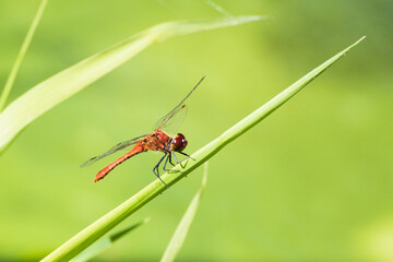Cherry-faced Meadowhawk (Sympetrum internum) sitting on a reed stalk. Green background behind dragonfly.