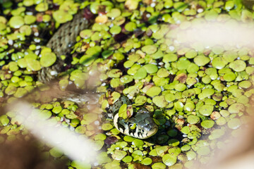 Gerass snake - Natrix natrix in the water.