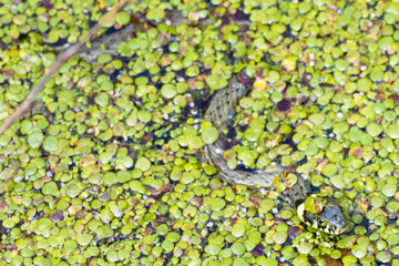 Gerass snake - Natrix natrix in the water.