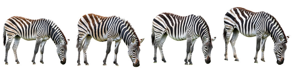 Fototapeta premium Herd of Zebras Grazing in African Savanna Landscape
