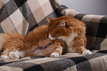 A ginger fluffy cat lies on the couch at home after surgery and tries to reach the stitches