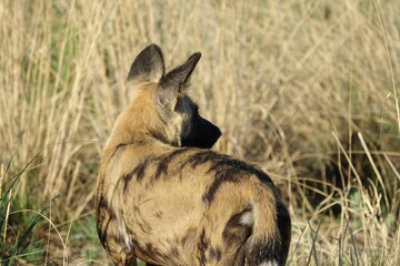 African Wild Dog in the Okavango Delta, a pack on the hunt