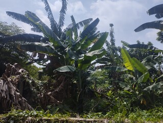 banana plants in the garden