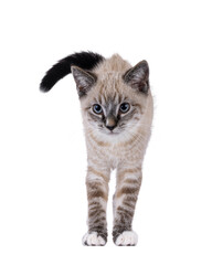 Cute house cat kitten, with tabby point pattern, standing facing front. Back hair up, upset. Looking beside camera. Isolated cutout on a transparent background.