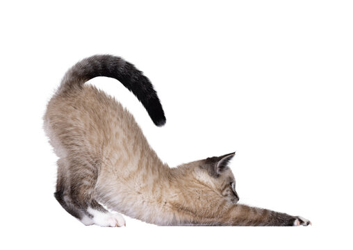 Cute house cat kitten, with tabby point pattern, bowing down side ways like stretced downwards dog yoga pose. Looking straight ahead showing profile. Isolated cutout on a transparent background.