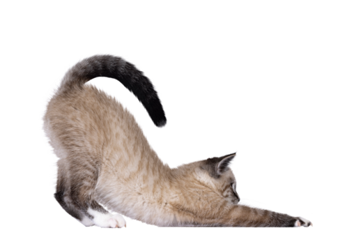 Cute house cat kitten, with tabby point pattern, bowing down side ways like stretced downwards dog yoga pose. Looking straight ahead showing profile. Isolated cutout on a transparent background.