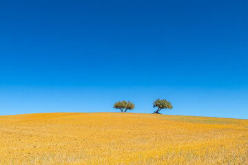 Obraz premium Vast Fields of Testour: Natural Beauty in Beja, Tunisia