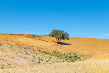 Fototapeta premium Vast Fields of Testour: Natural Beauty in Beja, Tunisia