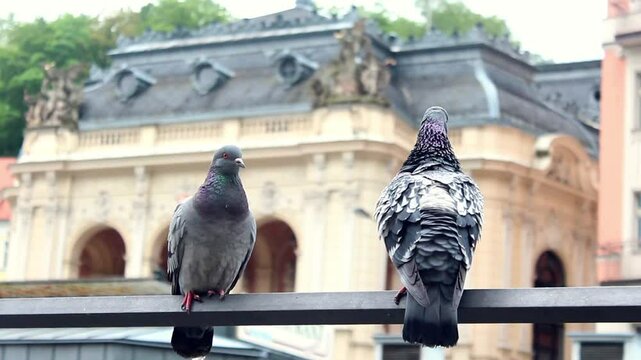 Pigeons and urban city 