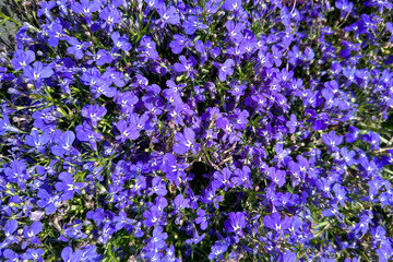 Lobelia. Beautiful purple flowers of a herbaceous plant. Background, backdrop, screen, desktop.
