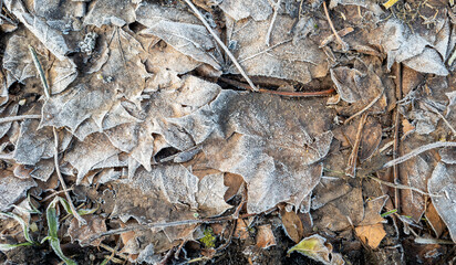 Fallen leaves on the ground covered in thick ground frost.
