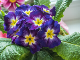 Bright primula vulgaris primroses early spring flowers