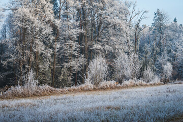 Frosty winter morning landscape- large trees next to a meadow covered with frost