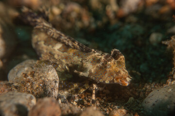 Fish swim in the Sea of the Philippines
