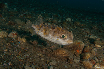 Fish swim in the Sea of the Philippines
