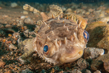 Fish swim in the Sea of the Philippines

