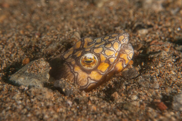 Fish swim in the Sea of the Philippines
