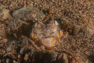 Fish swim in the Sea of the Philippines
