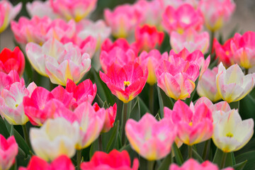 Spring blooming tulip field. Flowers tulips,  Spring floral background.