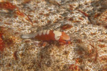 Emperor shrimp in the Bohol Sea, Philippines