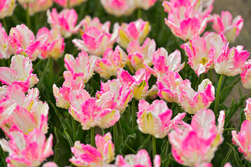Spring blooming tulip field. Flowers tulips,  Spring floral background.