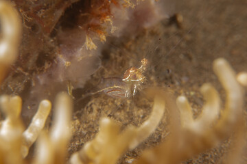Coral reef and water plants in the Sea of the Philippines
