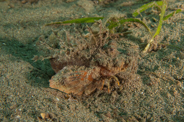 Fish swim in the Sea of the Philippines

