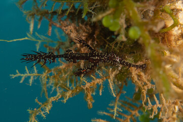 Ghost fish swim in the Sea of the Philippines
