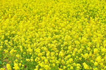 Yellow rape flower bloom in the farm