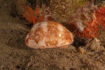 Conus Textile On the seabed in the Red Sea, Eilat Israel
