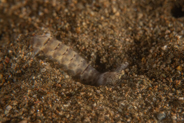 Sea slug in the Sea of the Philippines

