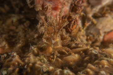 Coral reef and water plants in the Sea of the Philippines
