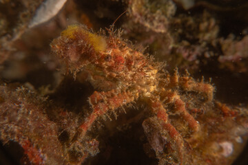 long-legged spider crab in the Sea of the Philippines