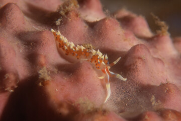 Sea slug in the Sea of the Philippines
