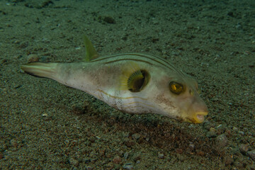 Fish swim in the Sea of the Philippines
