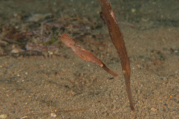 Ghost fish swim in the Sea of the Philippines
