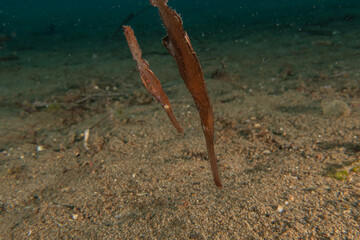 Ghost fish swim in the Sea of the Philippines
