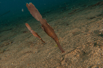 Ghost fish swim in the Sea of the Philippines
