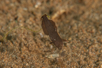 Ghost fish swim in the Sea of the Philippines
