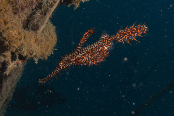 Ghost fish swim in the Sea of the Philippines
