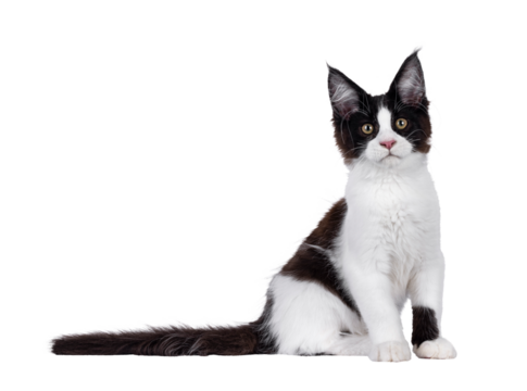 Handsome black and white Maine Coon cat kitten, sitting up side ways. Looking straight to camera. Isolated cutout on a transparent background.