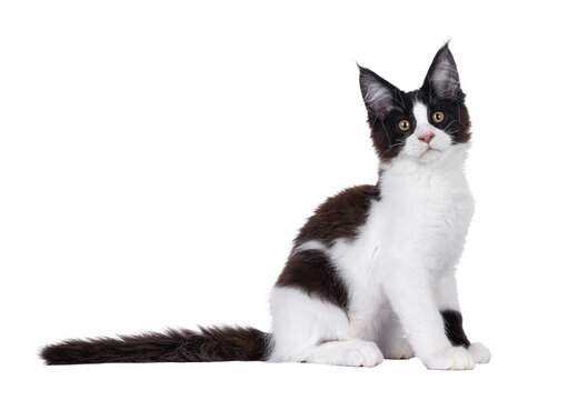 Handsome black and white Maine Coon cat kitten, sitting up side ways. Looking straight to camera. Isolated cutout on a transparent background.