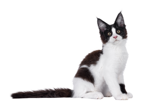 Handsome black and white Maine Coon cat kitten, sitting up side ways. Looking straight to camera. Isolated cutout on a transparent background.