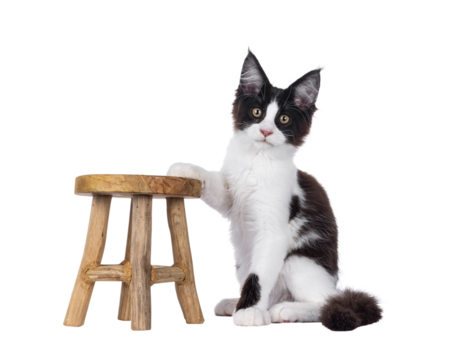 Handsome black and white Maine Coon cat kitten, sitting up side ways with one paw touching little wooden stool. Looking straight to camera. Isolated cutout on a transparent background.