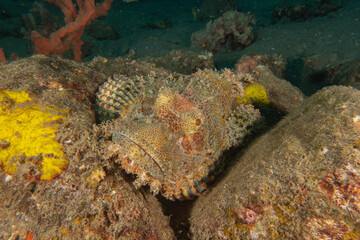 Fish swim in the Sea of the Philippines
