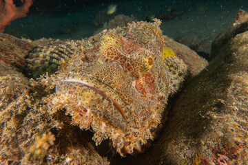 Fish swim in the Sea of the Philippines
