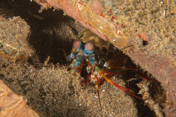 Mantis crayfish  in the Sea of the Philippines
